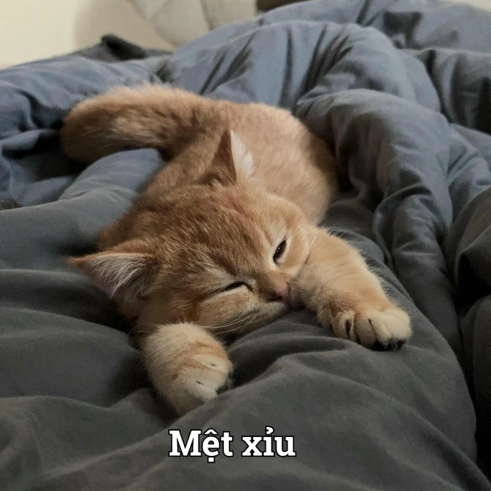 Meme mèo ngất xỉu siêu hài