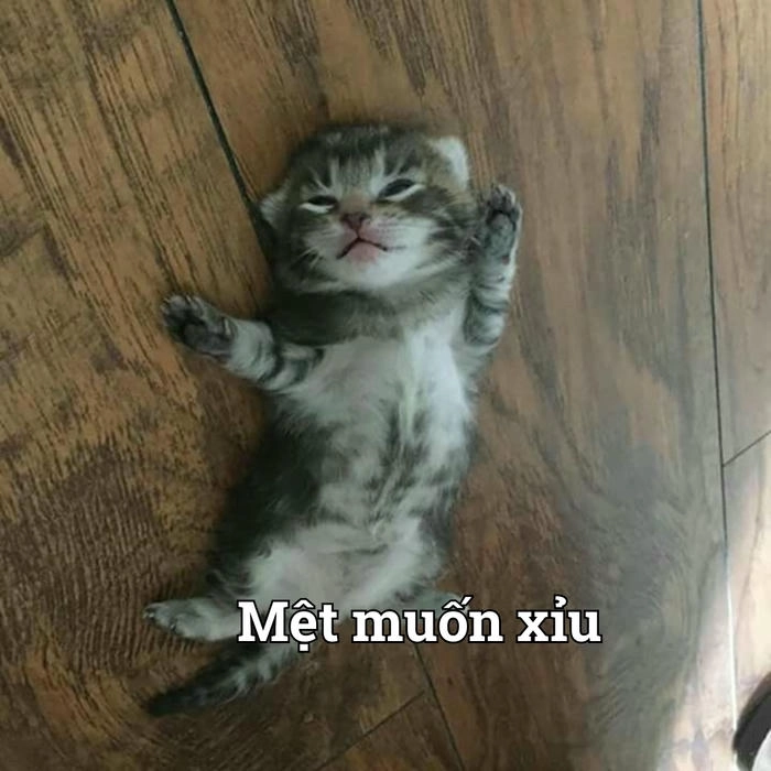 Meme mèo xỉu ngang buồn cười