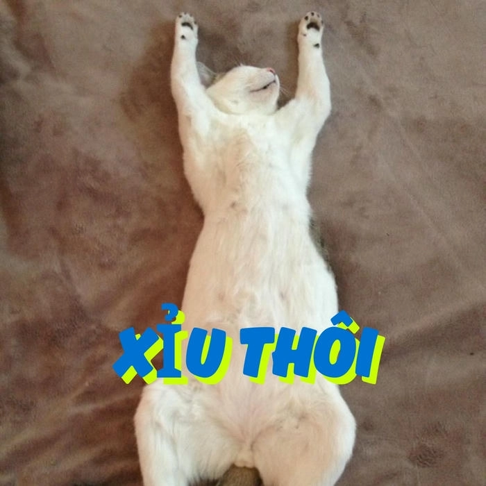 Ảnh con mèo ngất xỉu chế