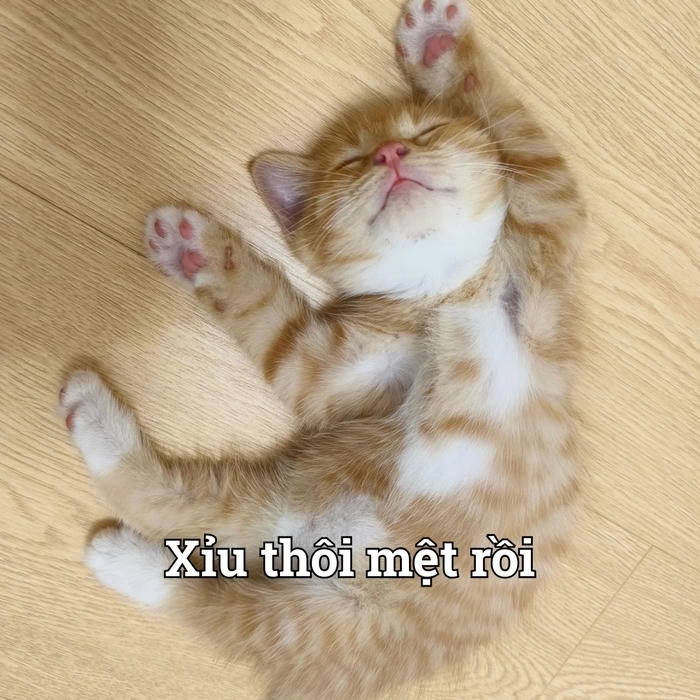 Meme con mèo xỉu dễ thương