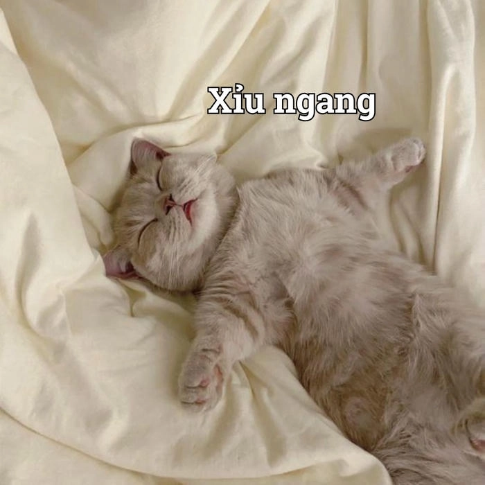 Hình meme con mèo xỉu cute