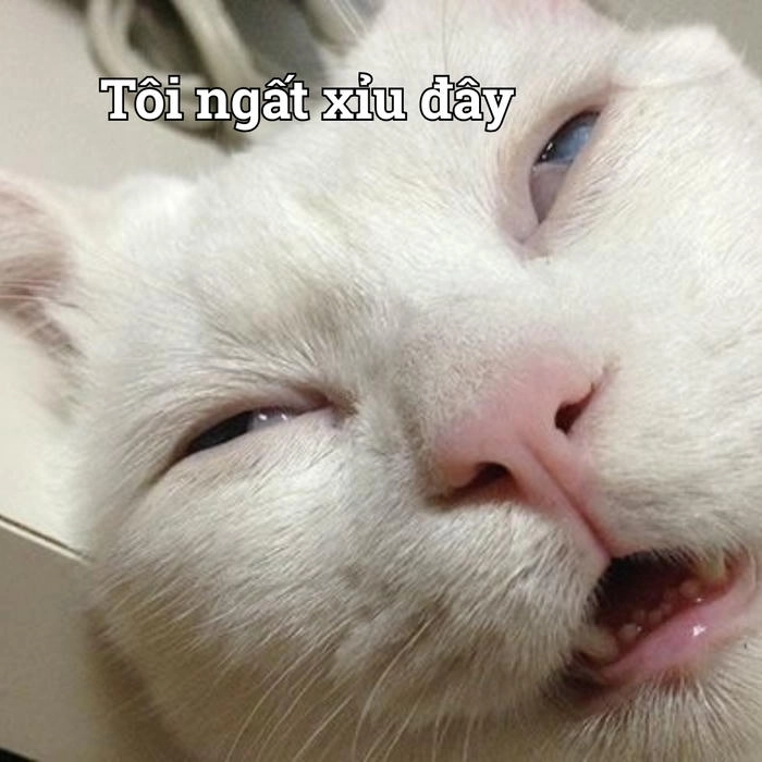 Ảnh meme mèo xỉu ngang lạ