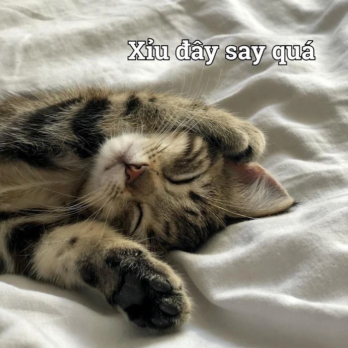 Meme mèo xỉu ngất cực hài