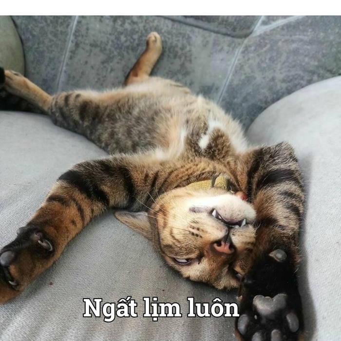 Meme mèo xỉu cực lầy lội