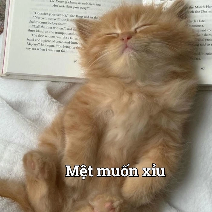 Meme con mèo xỉu hài hước