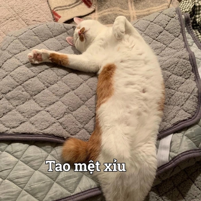 Ảnh mèo xỉu cute dễ thương