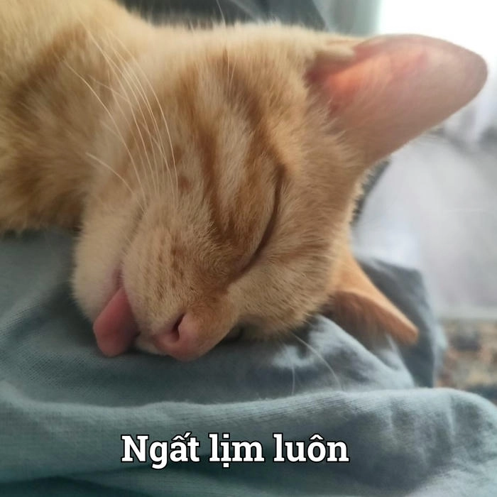 Meme con mèo ngất xỉu hài