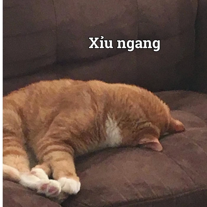 Meme mèo xỉu ngang bựa
