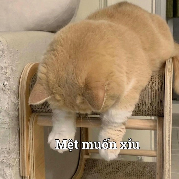 Meme hài con mèo xỉu cute