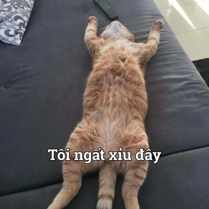 Mèo xỉu ngang ảnh meme vui