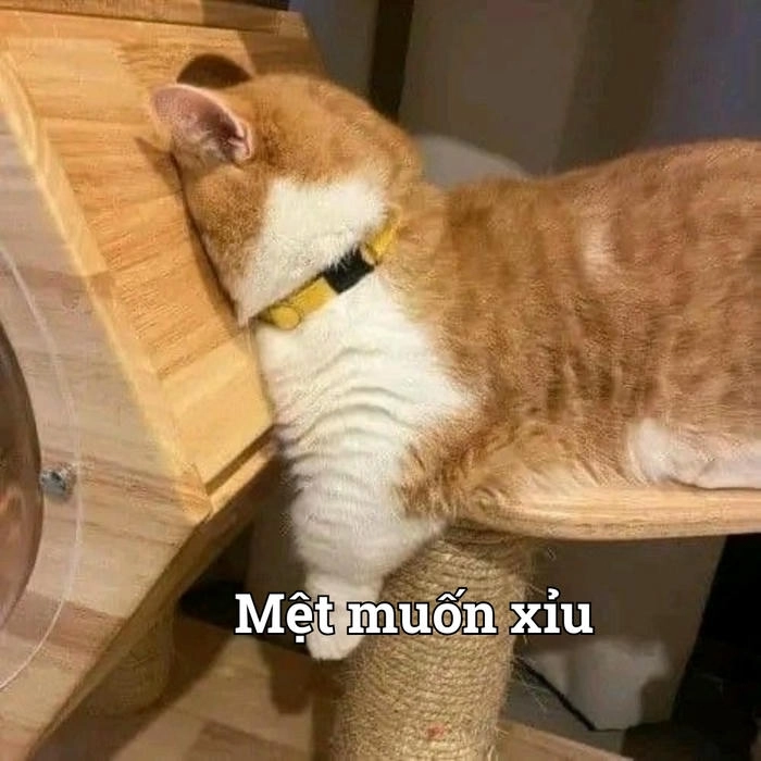 Hình mèo ngất xỉu kiểu hài