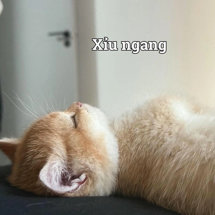 Meme mèo ngất xỉu lầy