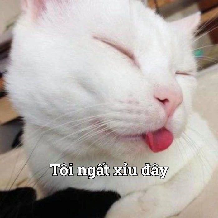 Meme mèo xỉu hài hước