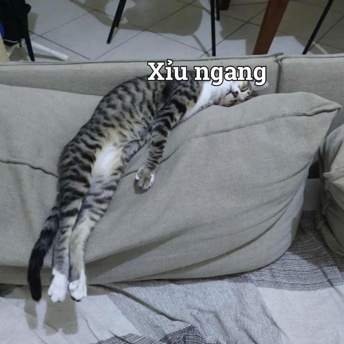 Mèo xỉu meme chế siêu dễ
