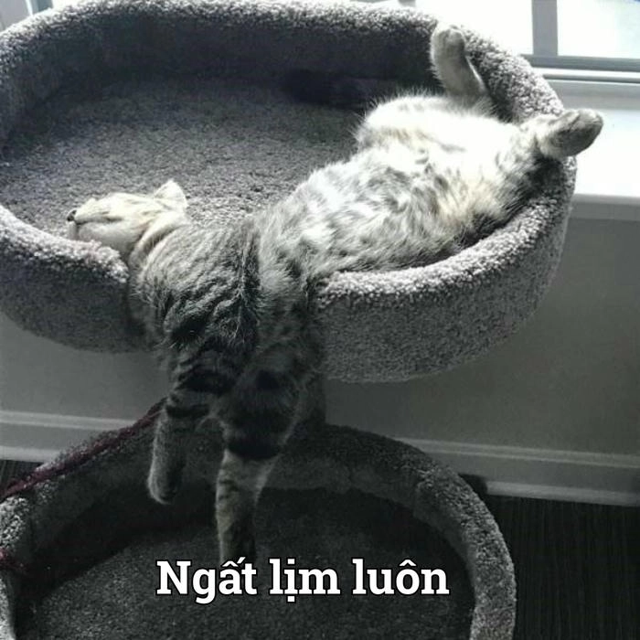 Meme con mèo lăn ra xỉu