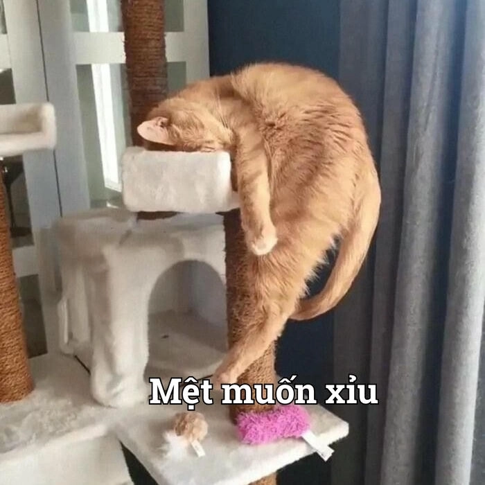 Hình mèo xỉu nằm lăn lóc