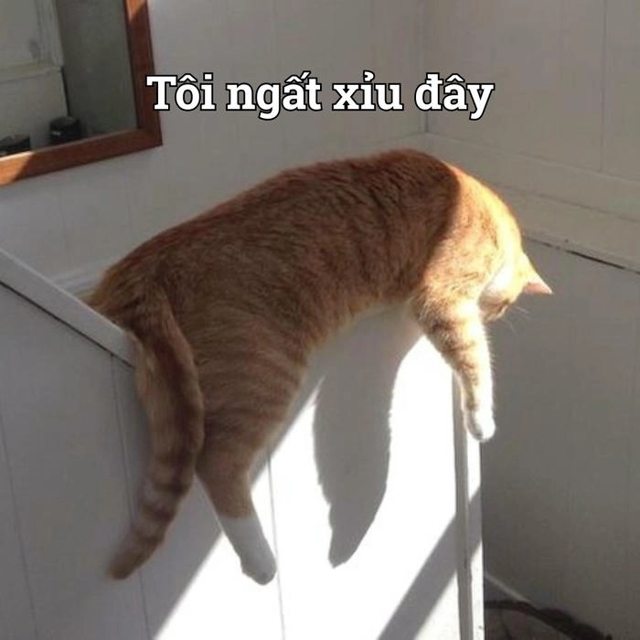 Meme mèo xỉu nhìn muốn cười