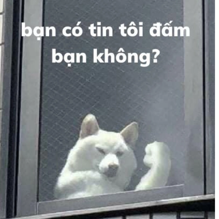 Con chó cơ bắp meme nhìn phát khiếp