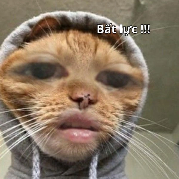 hình ảnh meme bất lực viral 
