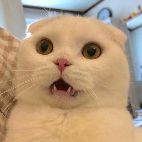 ảnh bất ngờ meme bá đạo 