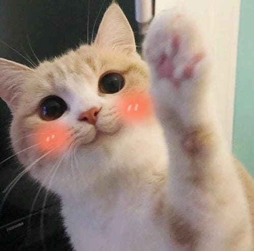 Meme cute và đáng yêu 