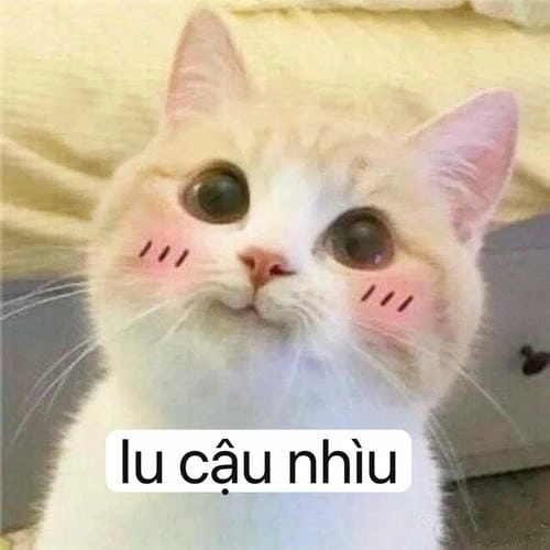 Ảnh meme dễ thương gây cười 