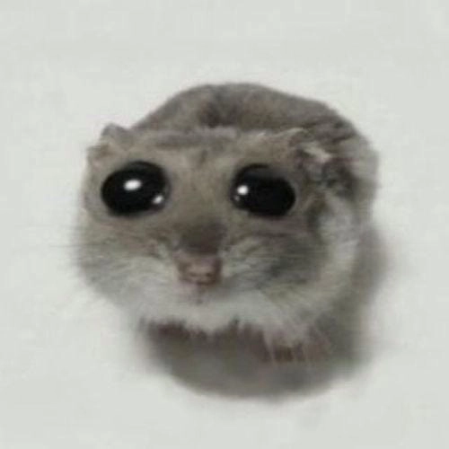 Hình meme đáng yêu dễ thương 
