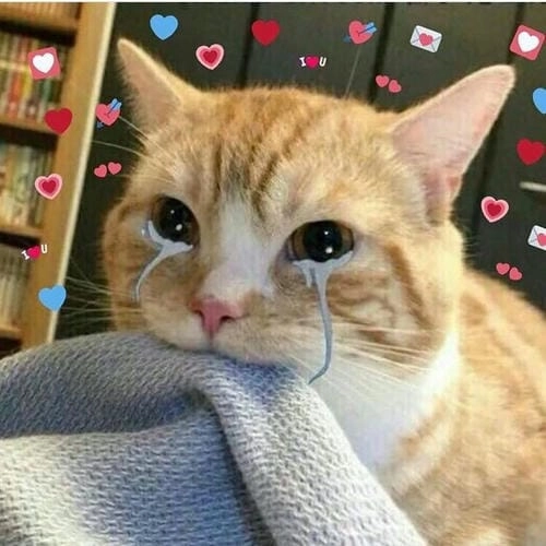 Đáng yêu meme siêu cute