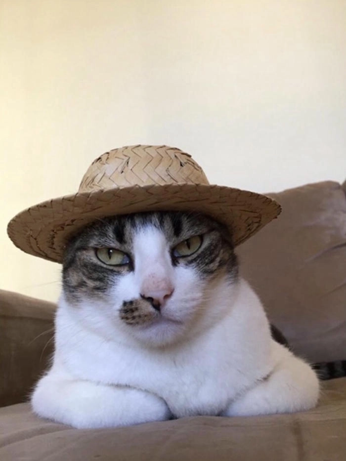 vô tri meme mèo khóc cute viral mạng xã hội 
