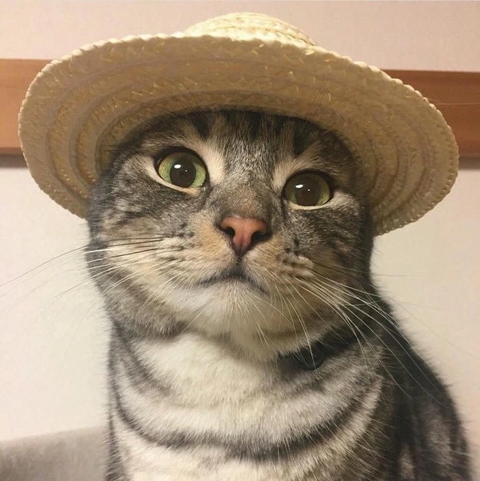 bộ sưu tập ảnh mèo meme vô tri bá đạo 