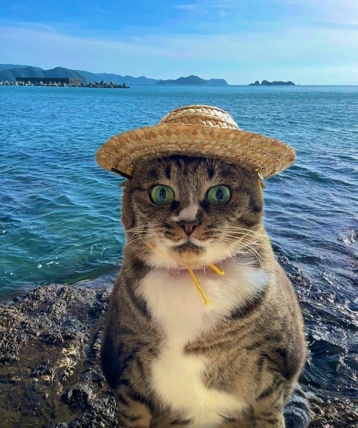 meme avatar vô tri mèo phong cách dễ thương 