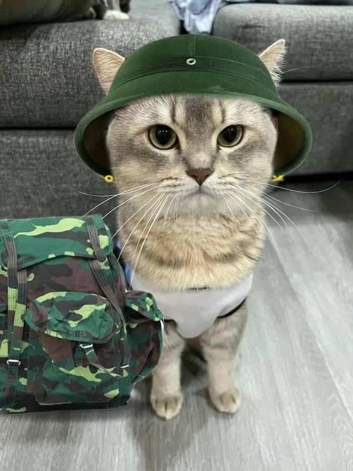 hình ảnh mèo meme vô tri được yêu thích 