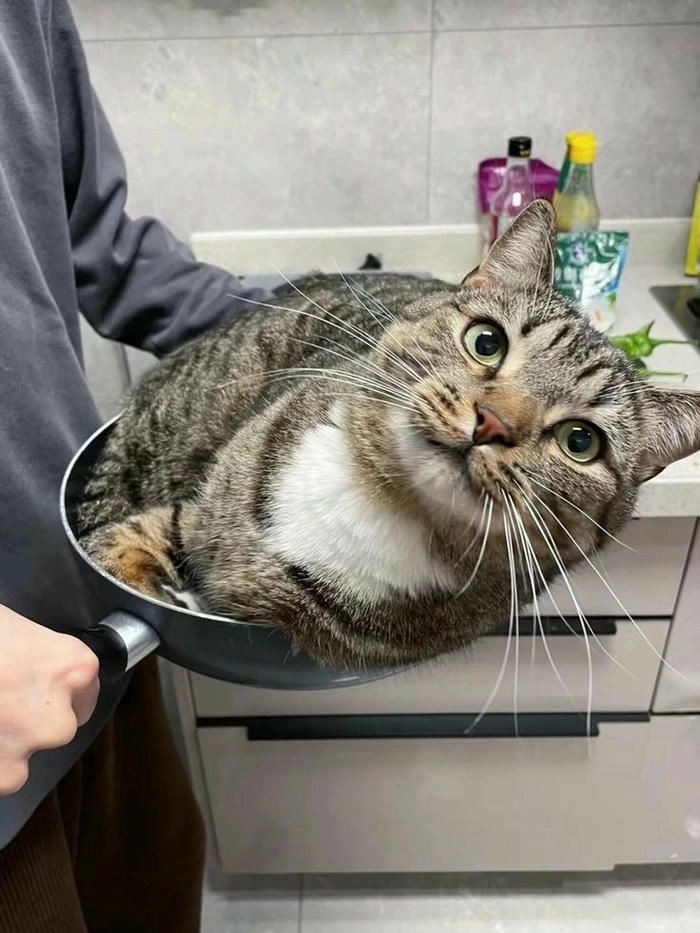 ảnh mèo meme vô tri độc lạ