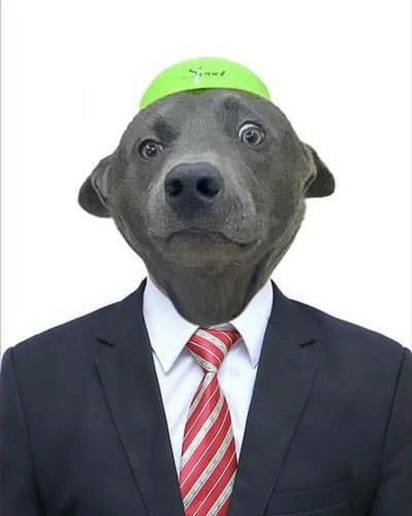 Ảnh meme chó dúi troll