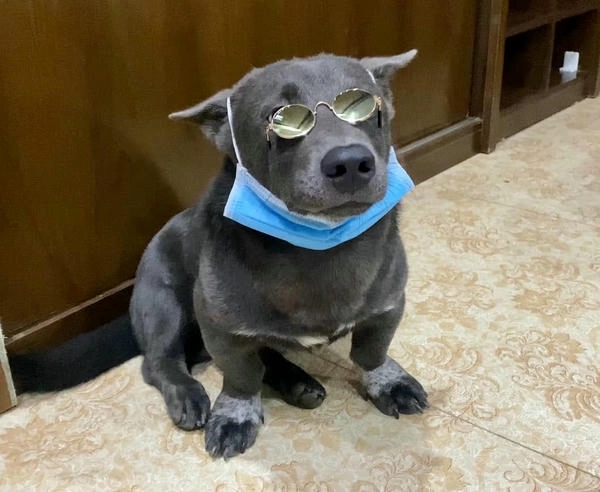 Hình chó dúi hài hước