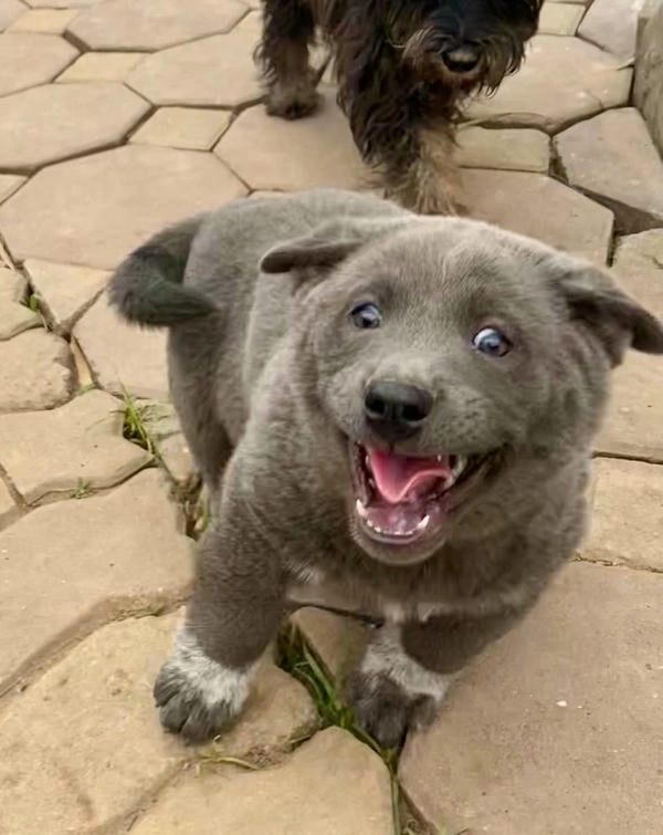Hình chó dúi độc lạ