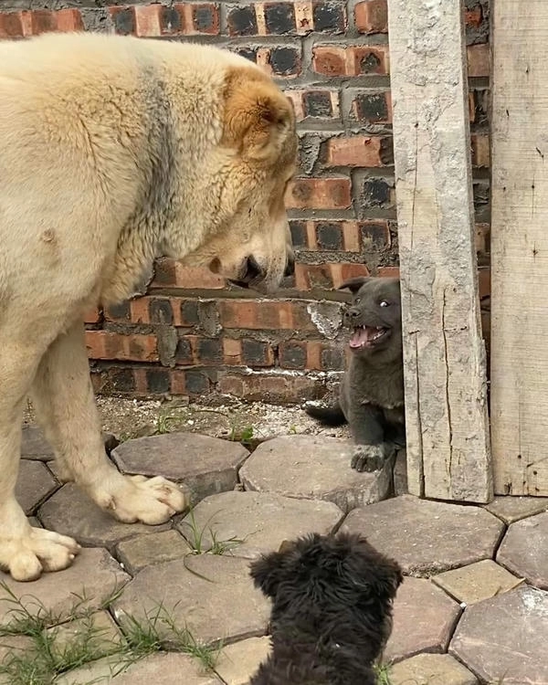 Meme chó dúi mặt ngố
