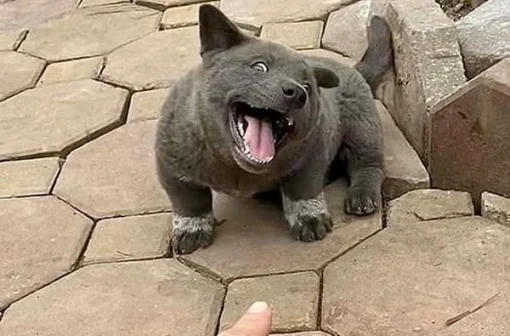 Tổng hợp 94+ hình chó Dúi meme siêu hài hước khó đỡ
