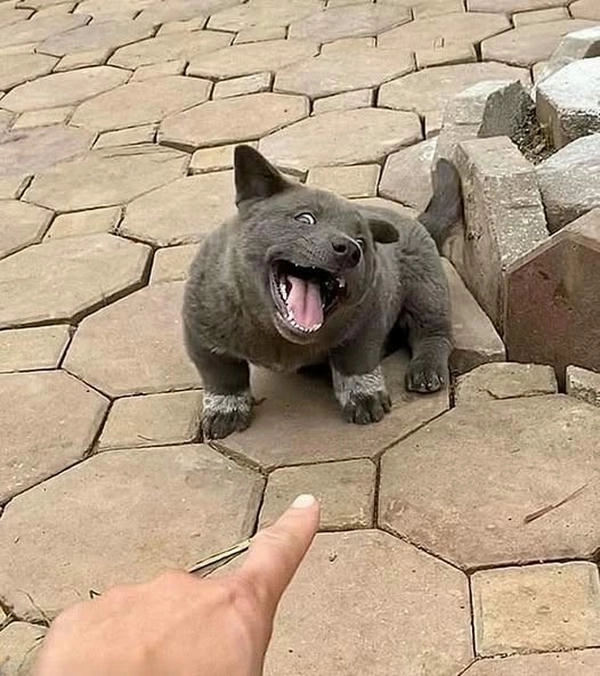Hình chế chó dúi ngầu