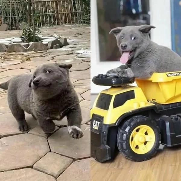 Meme chó dúi cực bá