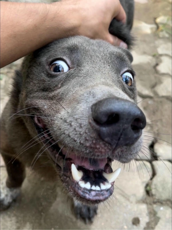 Hình chó dúi meme độc 