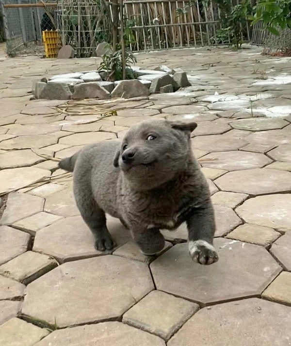 Hình meme chó dúi cute 