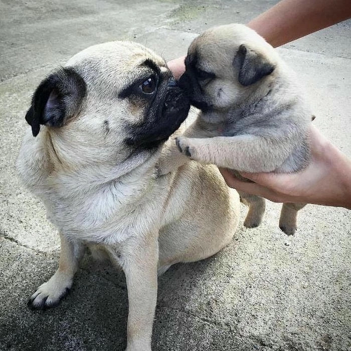 chó mặt xệ meme siêu bựa 