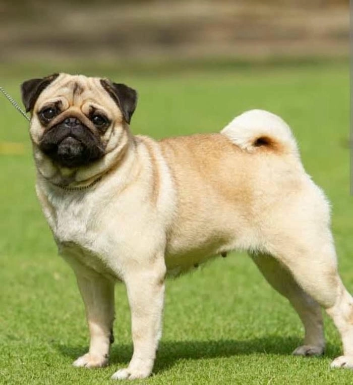 chó mặt xệ meme nổi tiếng trên mạng 