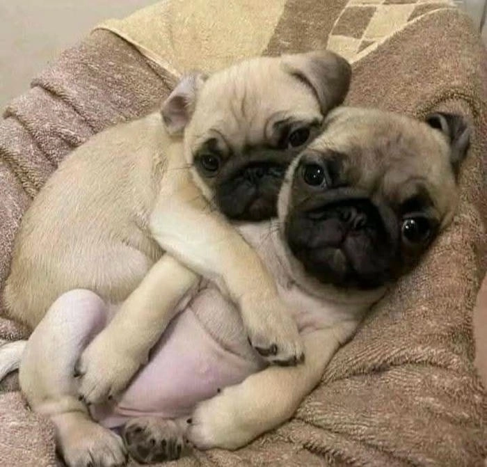 chó mặt xệ meme dành cho dân chế ảnh 