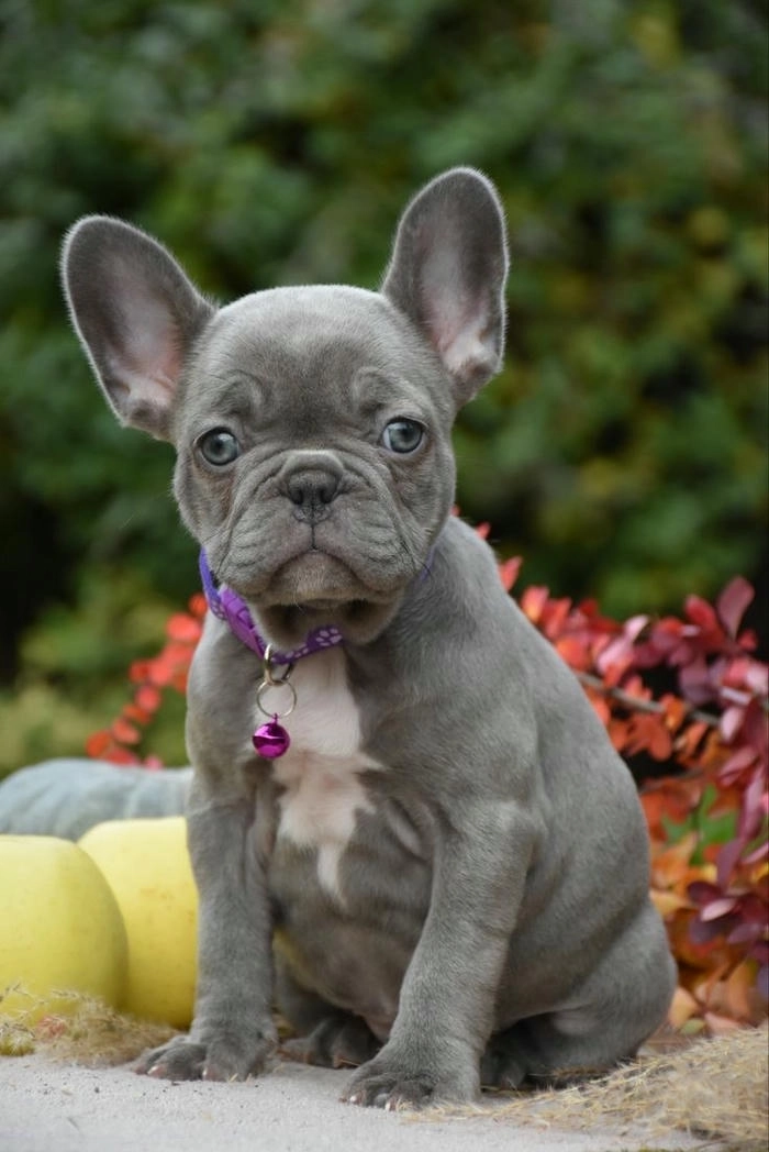 chó mặt xệ cute đáng yêu 