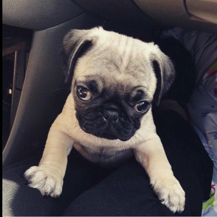 chó mặt xệ cute ngộ nghĩnh 
