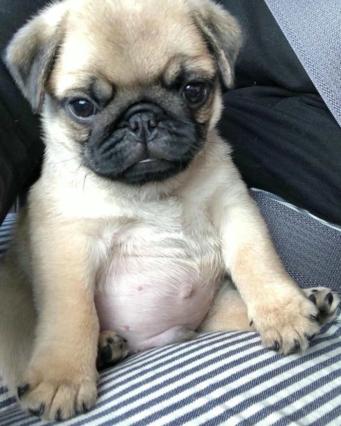 chó mặt xệ cute siêu cấp 