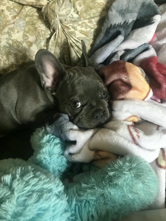 chó mặt xệ cute cực yêu 