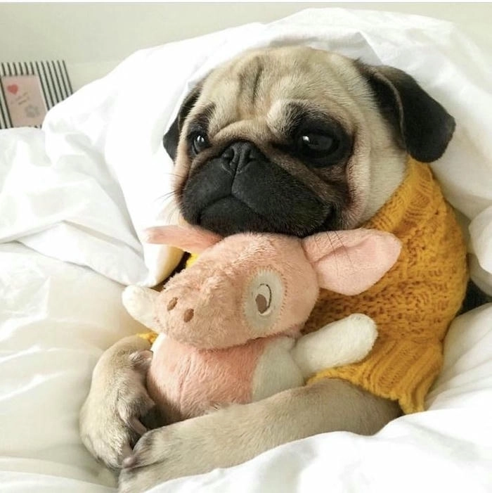 chó mặt xệ cute được yêu thích 